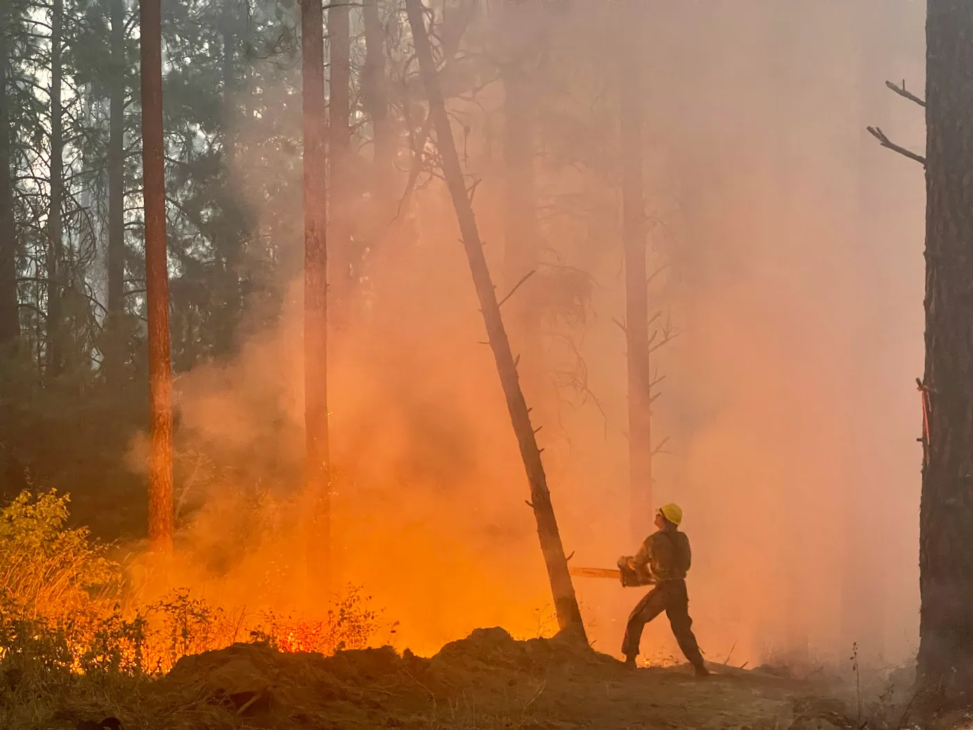 A sawyer in a yellow helmet looking up a leaning snag with a chainsaw while the understory burns behind him
